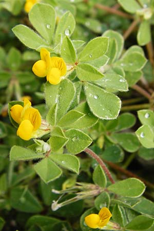 Lotus ornithopodioides \ Vogelfuhnlicher Hornklee / Clustered Bird's-Foot Trefoil, Kreta/Crete Plakias Strand/Beach 6.4.2015