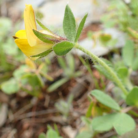 Lotus edulis \ Essbarer Hornklee / Edible Bird's-Foot Trefoil, Kreta/Crete Arhanes, Jouhtas 30.3.2015