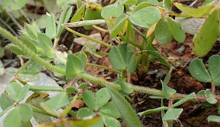 Lotus edulis \ Essbarer Hornklee / Edible Bird's-Foot Trefoil, Kreta/Crete Arhanes, Jouhtas 30.3.2015