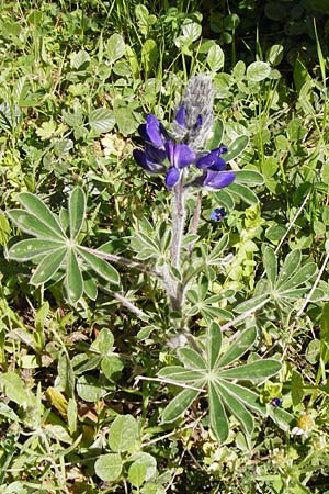 Lupinus pilosus \ Behaarte Lupine / Blue Lupin, Kreta/Crete Tilisos 2.4.2015