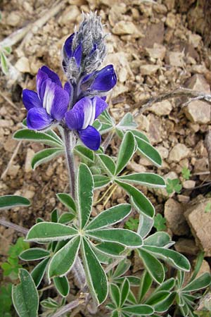 Lupinus pilosus \ Behaarte Lupine, Kreta Tilisos 2.4.2015