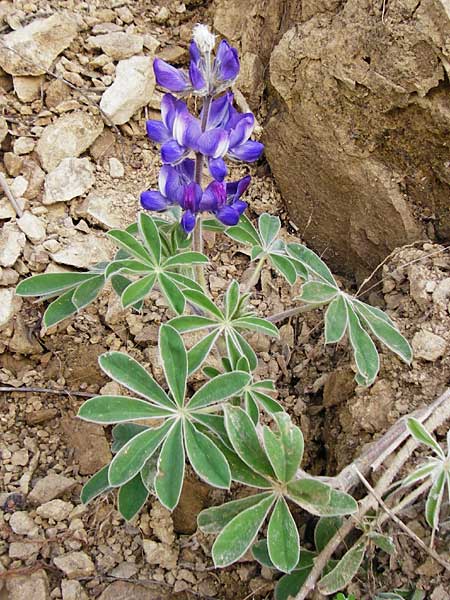 Lupinus pilosus / Blue Lupin, Crete Tilisos 2.4.2015