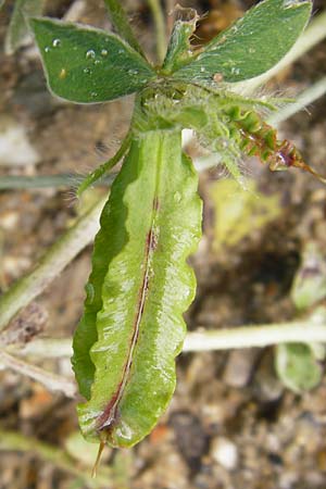 Lotus tetragonolobus \ Rote Spargelbohne / Winged Pea, Kreta/Crete Plakias 6.4.2015