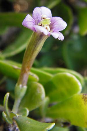 Lycium schweinfurthii \ Schweinfurths Bocksdorn / Schweinfurth's Tea-Plant, Kreta/Crete Moni Kapsa 10.4.2015