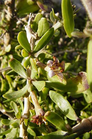 Lycium schweinfurthii \ Schweinfurths Bocksdorn / Schweinfurth's Tea-Plant, Kreta/Crete Moni Kapsa 10.4.2015