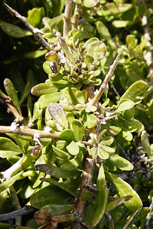 Lycium schweinfurthii \ Schweinfurths Bocksdorn / Schweinfurth's Tea-Plant, Kreta/Crete Moni Kapsa 10.4.2015