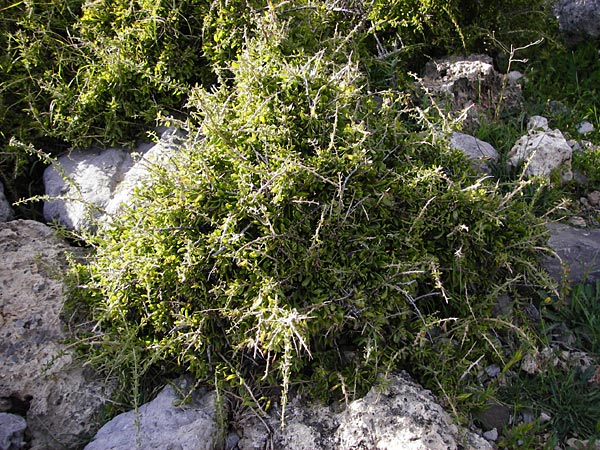 Lycium schweinfurthii \ Schweinfurths Bocksdorn / Schweinfurth's Tea-Plant, Kreta/Crete Moni Kapsa 10.4.2015