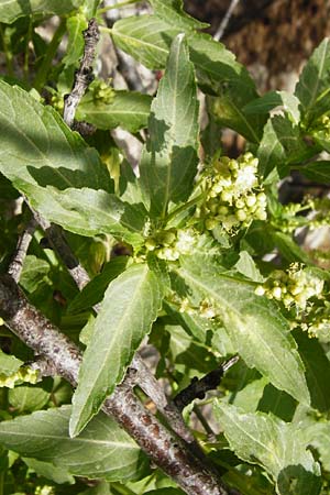 Mercurialis annua \ Einjhriges Bingelkraut, Kreta Knossos 30.3.2015