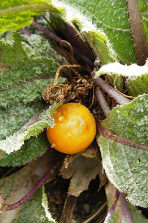 Mandragora officinarum \ Alraune, Alraunwurzel / Mandrake, Kreta/Crete Preveli Strand/Beach 3.4.2015