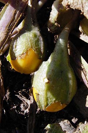 Mandragora officinarum \ Alraune, Alraunwurzel, Kreta Preveli Strand 3.4.2015