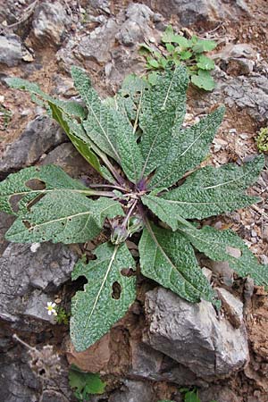 Mandragora officinarum \ Alraune, Alraunwurzel / Mandrake, Kreta/Crete Zakros - Schlucht / Gorge 8.4.2015