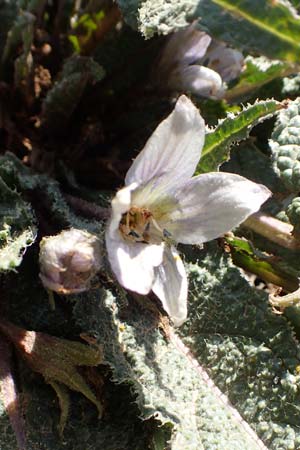 Mandragora officinarum \ Alraune, Alraunwurzel, Kreta Arhanes, Jouhtas 30.3.2015