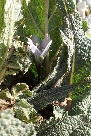 Mandragora officinarum \ Alraune, Alraunwurzel / Mandrake, Kreta/Crete Arhanes, Jouhtas 30.3.2015