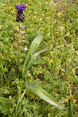 Muscari comosum / Tassel Hyacinth, Crete Moni Toplou 9.4.2015