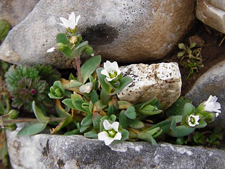 Holosteum umbellatum \ Spurre / Jagged Chickweed, Kreta/Crete Ideon Andron 2.4.2015