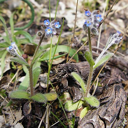 Myosotis incrassata ? \ Dickblttriges Vergissmeinnicht / Thick-Leafed Forget-me-not, Kreta/Crete Meronas 5.4.2015