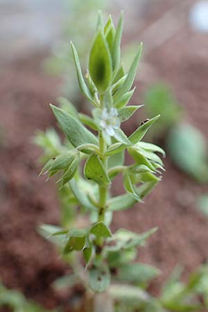 Lysimachia linum-stellatum \ Stern-Lein / Flax-Leaved Loosestrife, Kreta/Crete Arhanes, Jouhtas 30.3.2015