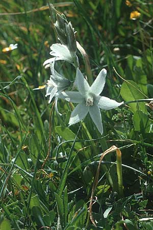 Ornithogalum nutans / Drooping Star of Bethlehem, Crete Lasithi 5.4.1990