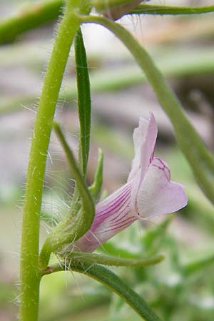 Misopates orontium \ Acker-Lwenmaul, Groer Orant, Kreta Zakros - Schlucht 8.4.2015