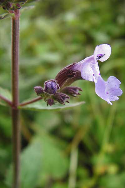 Nepeta melissifolia \ Melissenblttrige Katzenminze / Balm-Leaved Catnip, Kreta/Crete Zakros - Schlucht / Gorge 8.4.2015