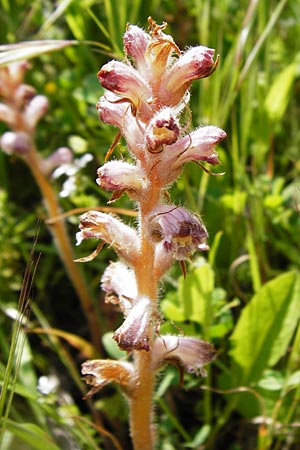 Orobanche crenata \ Gezhnelte Sommerwurz, Kerbige Sommerwurz / Carnation-scented Broomrape, Kreta/Crete Preveli 3.4.2015