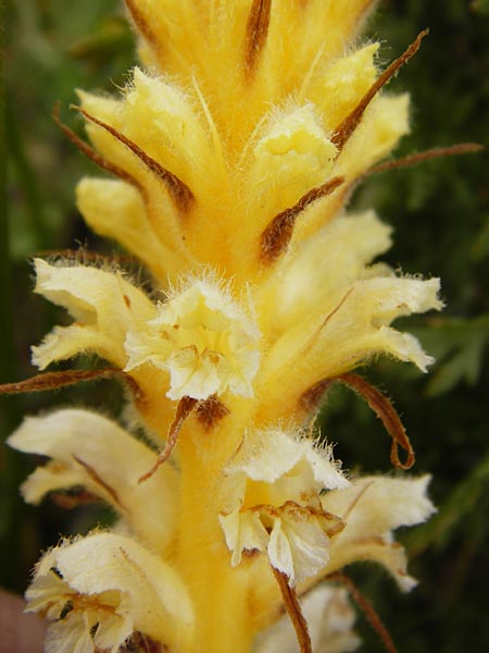 Orobanche pubescens \ Behaarte Sommerwurz, Kreta Zakros - Schlucht 8.4.2015