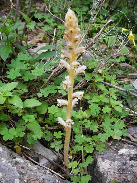 Orobanche pubescens \ Behaarte Sommerwurz, Kreta Zakros - Schlucht 8.4.2015