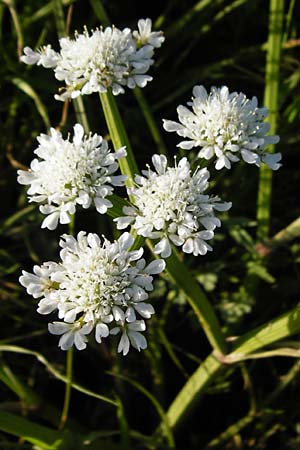 Oenanthe silaifolia \ Wiesensilgen-Wasserfenchel / Narrow-Leaved Water Dropwort, Kreta/Crete Asomatos School 5.4.2015