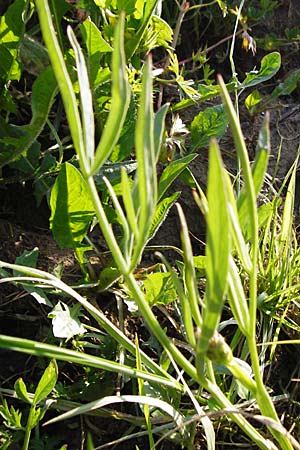 Oenanthe silaifolia \ Wiesensilgen-Wasserfenchel, Kreta Asomatos School 5.4.2015