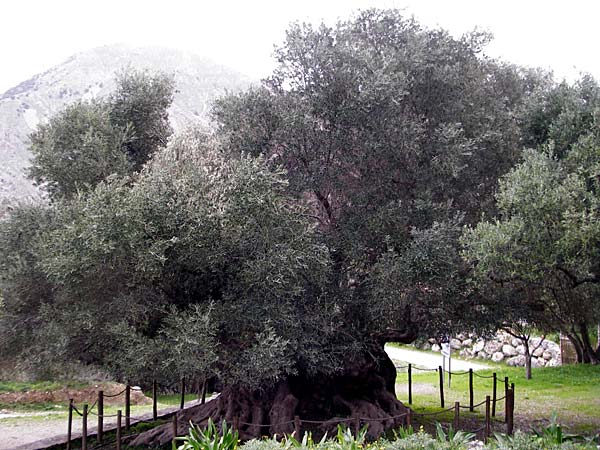 Olea europaea var. europaea \ Ölbaum / Olive, Kreta/Crete Kavousi 11.4.2015