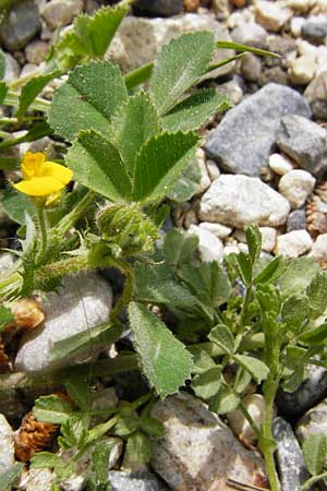 Medicago rigidula \ Sammet-Schneckenklee / Rigid Medick, Tifton Burclover, Kreta/Crete Knossos 30.3.2015