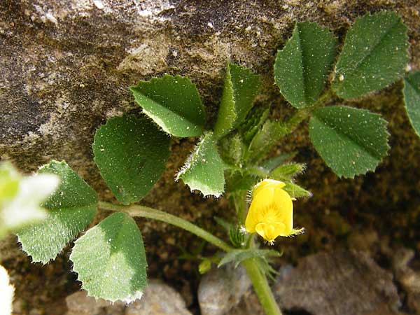 Medicago rigidula \ Sammet-Schneckenklee / Rigid Medick, Tifton Burclover, Kreta/Crete Knossos 30.3.2015