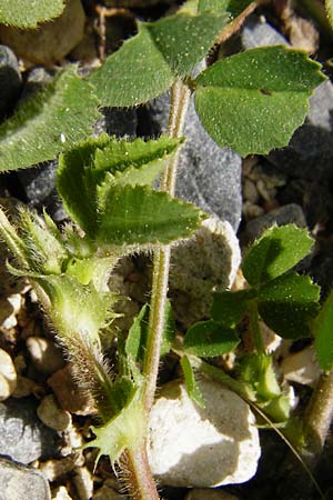 Medicago rigidula / Rigid Medick, Tifton Burclover, Crete Knossos 30.3.2015