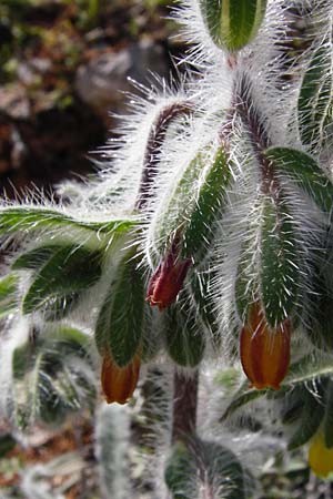 Onosma graeca \ Griechische Lotwurz, Kreta Arhanes, Jouhtas 30.3.2015