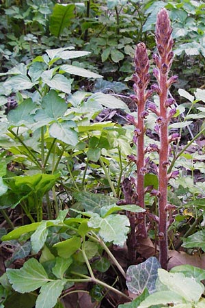 Orobanche pubescens / Hairy Broomrape, Crete Knossos 31.3.2015