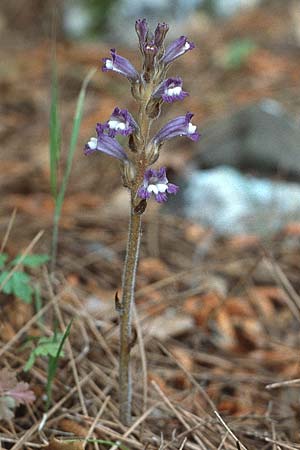 Phelipanche mutelii / Mutel's Hemp Broomrape, Dwarf Broomrape, Crete Vamos 15.4.1990