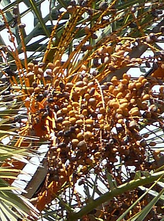 Phoenix theophrasti \ Kretische Dattelpalme / Cretan Date Palm, Kreta/Crete Vai 9.4.2015