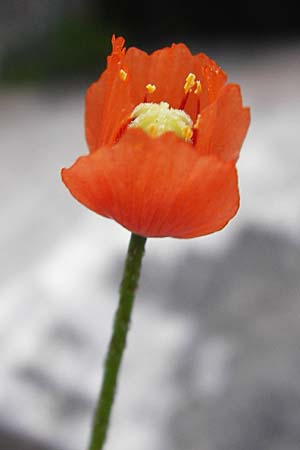 Papaver purpureomarginatum \ Rotrandiger Mohn / Red-fringed Poppy, Kreta/Crete Aradena - Schlucht / Gorge 4.4.2015