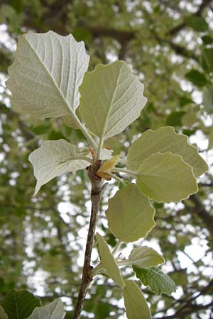 Populus alba \ Silber-Pappel / White Poplar, Kreta/Crete Mesa Lasithi 7.4.2015