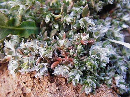 Paronychia argentea \ Silber-Nagelkraut, Silber-Mauermiere, Kreta Moni Kapsa 10.4.2015