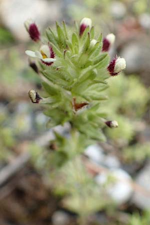Parentucellia latifolia \ Breitblättrige Parentucellia, Kreta Arhanes, Jouhtas 30.3.2015