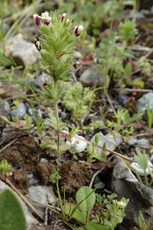 Parentucellia latifolia \ Breitblättrige Parentucellia / Broadleaf Glandweed, Kreta/Crete Arhanes, Jouhtas 30.3.2015