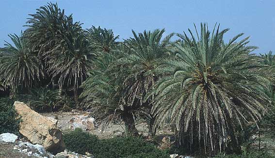 Phoenix theophrasti \ Kretische Dattelpalme, Kreta Vai 14.4.1990
