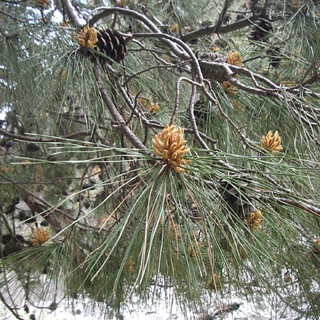 Pinus brutia \ Kalabrische Kiefer, Brutia-Kiefer / Calabrian Pine, Kreta/Crete Aradena - Schlucht / Gorge 4.4.2015