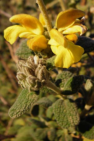 Phlomis lanata \ Wolliges Brandkraut / Wooly Jerusalem Sage, Kreta/Crete Knossos 31.3.2015