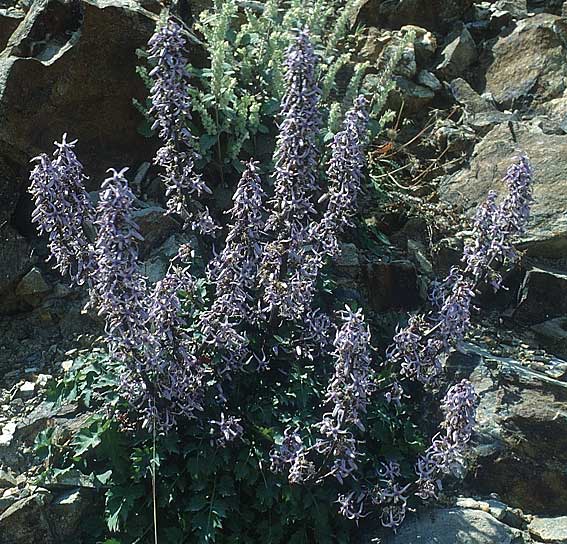 Petromarula pinnata \ Kretische Ruten-Glockenblume / Cretan Rock Lettuce, Kreta/Crete Elos 18.5.1991