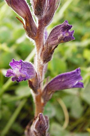 Phelipanche mutelii / Mutel's Hemp Broomrape, Dwarf Broomrape, Crete Knossos 31.3.2015