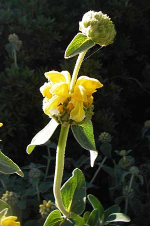 Phlomis fruticosa / Jerusalem Sage, Crete Agios Vasilios 1.4.2015