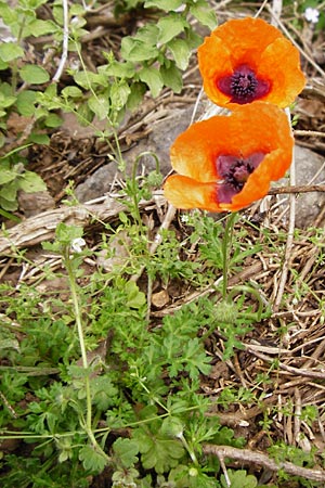 Papaver apulum \ Apulischer Mohn / Mediterranean Poppy, Kreta/Crete Zakros - Schlucht / Gorge 8.4.2015