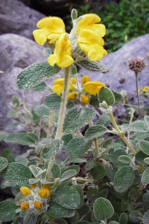 Phlomis lanata \ Wolliges Brandkraut / Wooly Jerusalem Sage, Kreta/Crete Perivolakia - Schlucht / Gorge 10.4.2015